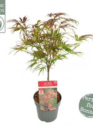 Acer palmatum 'Pevé Dave' - Vaxtinredarna.se