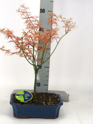 Acer palmatum Phoenix - Vaxtinredarna.se