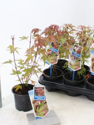 Acer palmatum 'Phoenix' - Vaxtinredarna.se