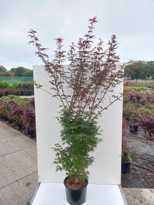 Acer palmatum 'Pixie' - Vaxtinredarna.se