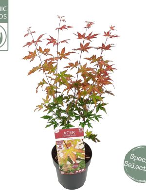 Acer palmatum 'Redwine' - Vaxtinredarna.se