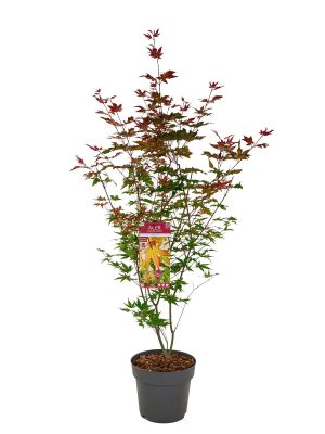 Acer palmatum 'Redwine' - Vaxtinredarna.se