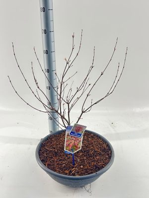 Acer palmatum 'Royal Garnet' - Vaxtinredarna.se