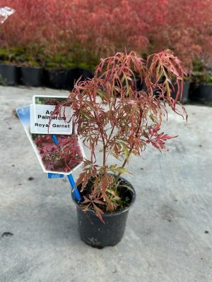 Acer palmatum 'Royal Garnet' - Vaxtinredarna.se