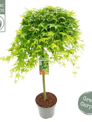 Acer palmatum 'Ryusen' - Vaxtinredarna.se