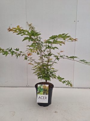 Acer palmatum 'Sangokaku' - Vaxtinredarna.se