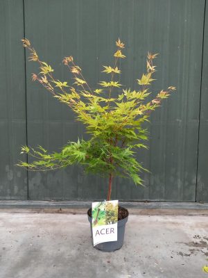 Acer palmatum 'Sangokaku' - Vaxtinredarna.se