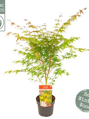 Acer palmatum 'Sangokaku' - Vaxtinredarna.se