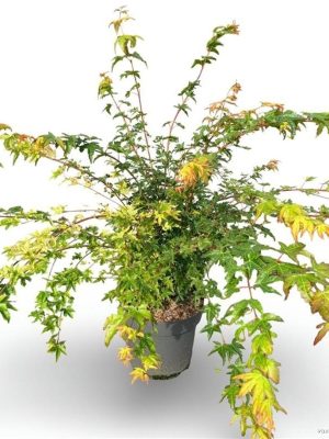 Acer palmatum 'Sangokaku' - Vaxtinredarna.se