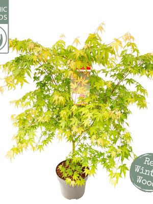 Acer palmatum 'Sangokaku' - Vaxtinredarna.se