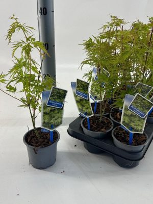 Acer palmatum 'Seiryu' - Vaxtinredarna.se
