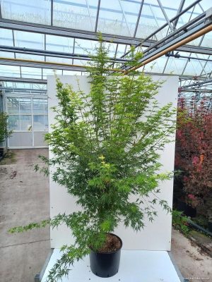 Acer palmatum 'Seiryu' - Vaxtinredarna.se