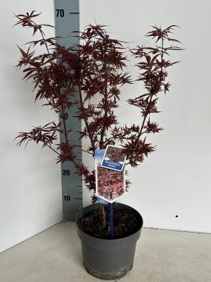 Acer palmatum 'Shaina' - Vaxtinredarna.se