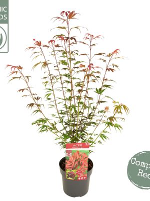 Acer palmatum 'Shaina' - Vaxtinredarna.se