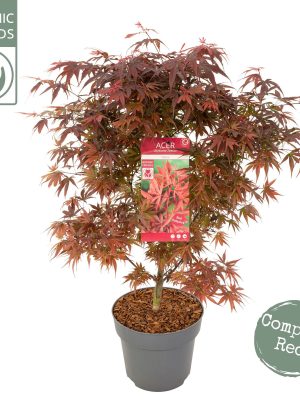 Acer palmatum 'Shaina' - Vaxtinredarna.se