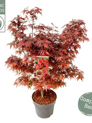 Acer palmatum 'Shaina' - Vaxtinredarna.se