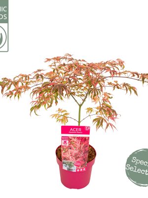 Acer palmatum 'Shirazz' - Vaxtinredarna.se