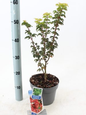 Acer palmatum 'Shishigashira' - Vaxtinredarna.se