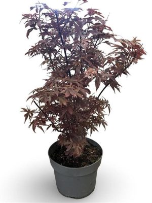 Acer palmatum 'Skeeters Broom' - Vaxtinredarna.se