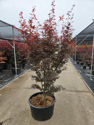 Acer palmatum 'Skeeters Broom' - Vaxtinredarna.se