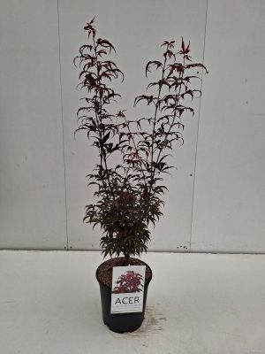 Acer palmatum 'Skeeters Broom' - Vaxtinredarna.se