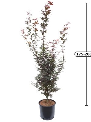 Acer palmatum 'Skeeters Broom' - Vaxtinredarna.se