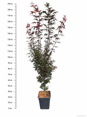 Acer palmatum 'Skeeters Broom' - Vaxtinredarna.se