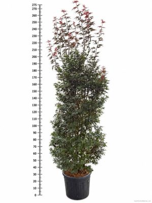 Acer palmatum 'Skeeters Broom'