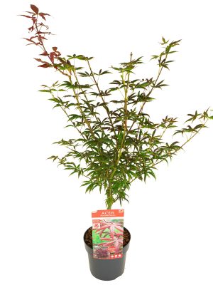 Acer palmatum 'Starfish' - Vaxtinredarna.se