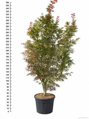 Acer palmatum 'Sumi-nagashi' - Vaxtinredarna.se