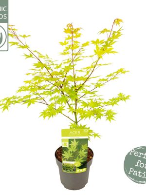 Acer palmatum 'Summer Gold' - Vaxtinredarna.se