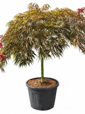 Acer palmatum 'Tamukeyama' - Vaxtinredarna.se