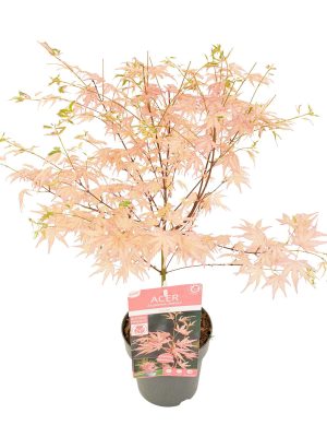 Acer palmatum 'Taylor' - Vaxtinredarna.se