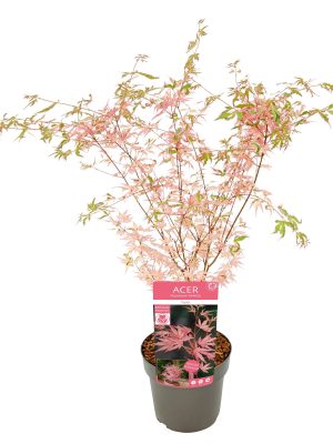 Acer palmatum 'Taylor' - Vaxtinredarna.se