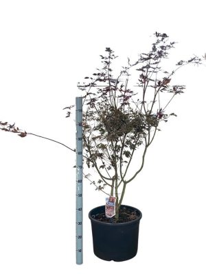 Acer palmatum 'Trompenburg' - Vaxtinredarna.se
