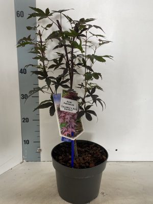Acer palmatum 'Twomblys Red Sentinel' - Vaxtinredarna.se
