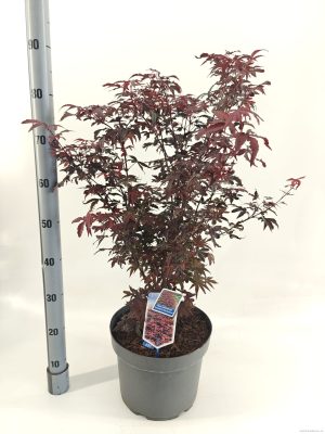 Acer palmatum 'Twomblys Red Sentinel' - Vaxtinredarna.se