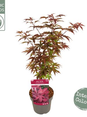 Acer palmatum 'Twomblys Red Sentinel' - Vaxtinredarna.se