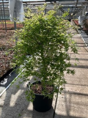 Acer palmatum 'Ukigumo' - Vaxtinredarna.se