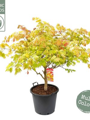 Acer shirasawanum - Vaxtinredarna.se
