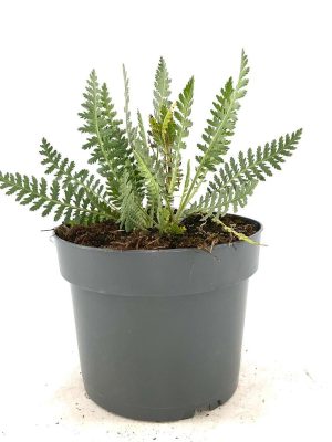 Achillea 'Coronation Gold' - Vaxtinredarna.se