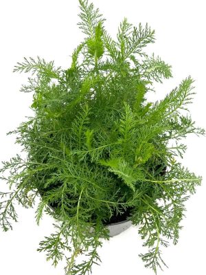 Achillea millefolium 'Alabaster' - Vaxtinredarna.se