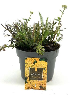 Achillea millefolium 'Terracotta' - Vaxtinredarna.se