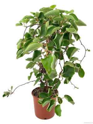 Actinidia deliciosa - Vaxtinredarna.se