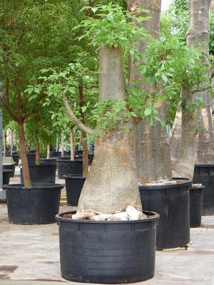Adansonia digitata - Vaxtinredarna.se