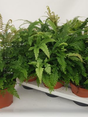 Adiantum hispidulum ‘Bronze Venus’ - Vaxtinredarna.se