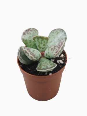 Adromischus cooperi - Vaxtinredarna.se