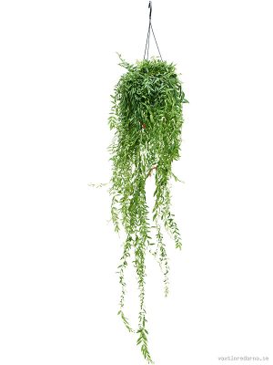 Aeschynanthus 'Japhrolepis' XXL - Vaxtinredarna.se