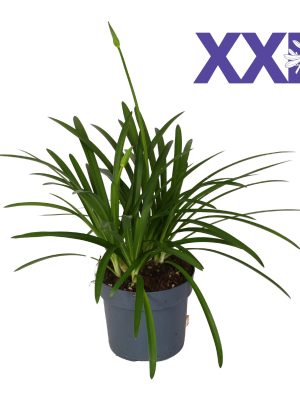 Agapanthus Eydori White