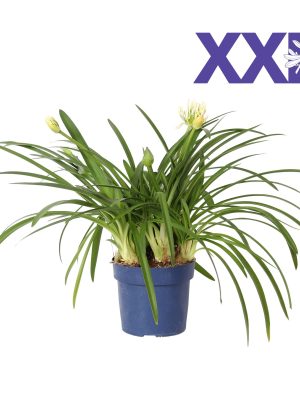Agapanthus Eydori White - Vaxtinredarna.se